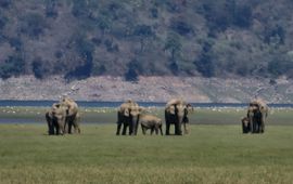 Aziatische olifanten in het Jim Corbett National Park (eenmalig exclusief WUR)