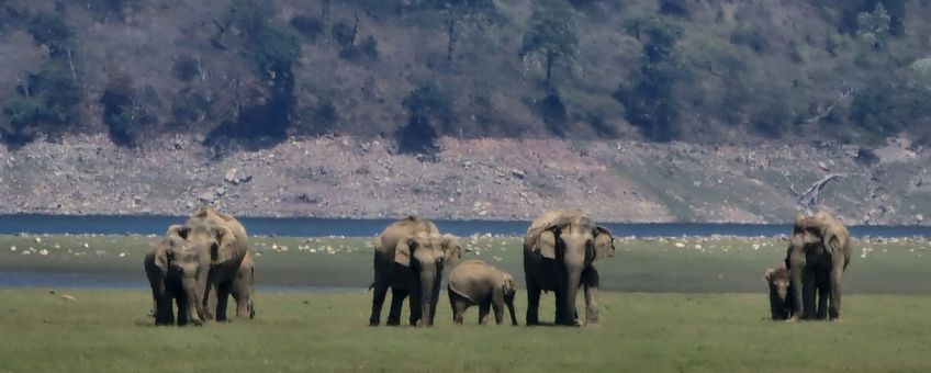 Aziatische olifanten in het Jim Corbett National Park (eenmalig exclusief WUR)