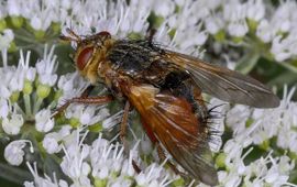 Ab H Baas, Saxifraga Tachina fera, Woeste sluipvlieg