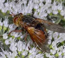 Tachina fera, Woeste sluipvlieg