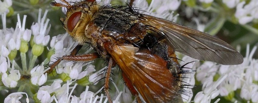 Tachina fera, Woeste sluipvlieg