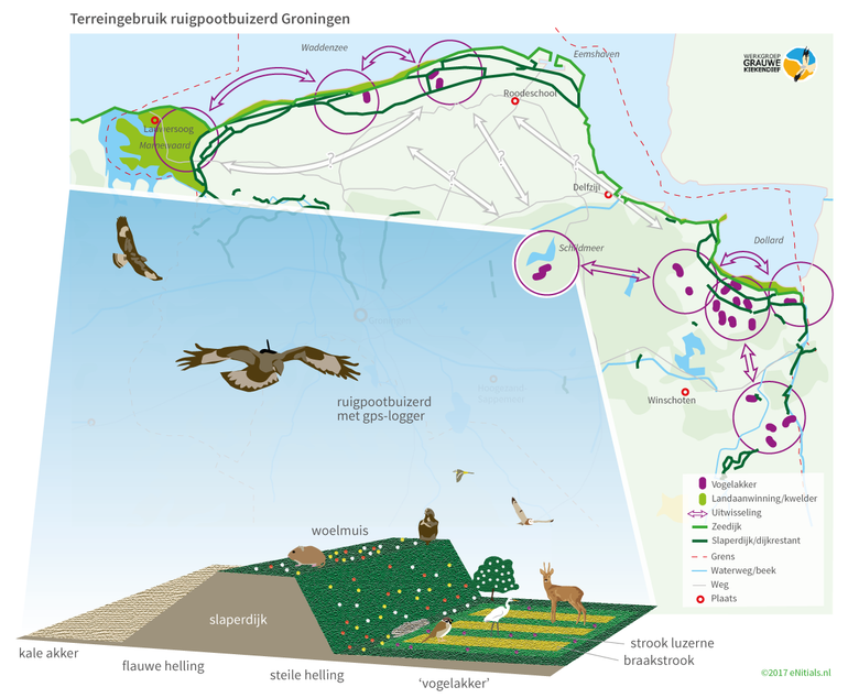 Schematisch overzicht van de ligging van gebieden (paarse cirkels) en landschapselementen die voor de ruigpootbuizerd in Groningen van belang zijn. Inzet: beeld van een slaperdijk met veldstruweel en een belendende vogelakker