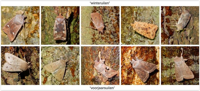 Op de bovenste rij wat winteruilen. Van links naar rechts: wachtervlinder, roodkopwinteruil, bosbesuil, gevlekte winteruil en zwartvlekwinteruil. Op de onderste rij wat voorjaarsuilen. Van links naar  rechts: dubbelstipvoorjaarsuil, kleine voorjaarsuil, nunvlinder, variabele voorjaarsuil en tweestreepvoorjaarsuil