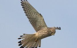 Martin Mollet, Saxifraga Falco tinnunculus. Torenvalk. Volwassen vrouwtje
