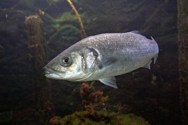 Zeebaars in het Grevelingenmeer