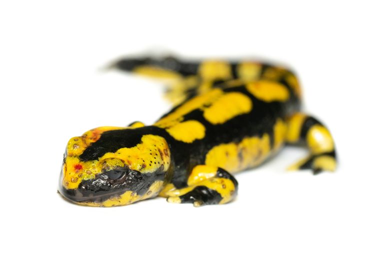 Een jonge vuursalamander, overleden door infectie met de salamanderschimmel Batrachochytrium salamandrivorans (Bsal)