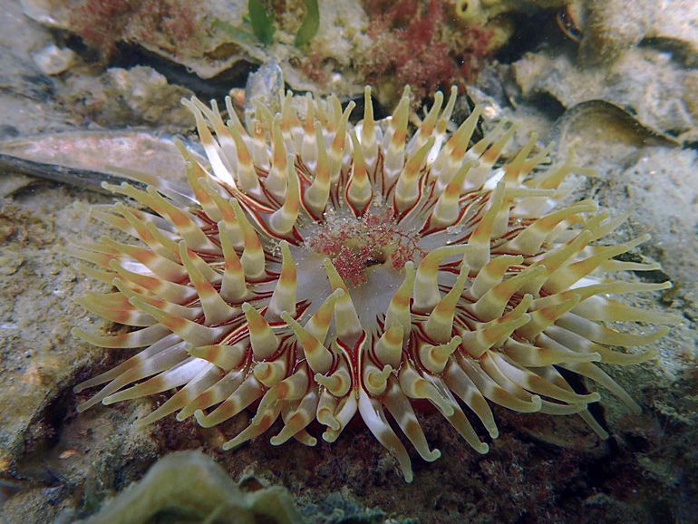 Veel dieren, zoals deze zeedahlia, profiteren van schelpdierriffen