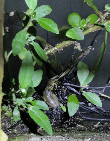 Juvenile Cuban Treefrogs