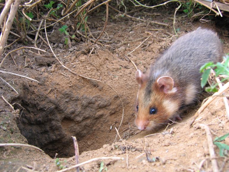 Jonge hamsters lopen een groot risico opgegeten te worden