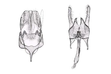 Mannelijke genitaliën van Nemapogon fungivorella