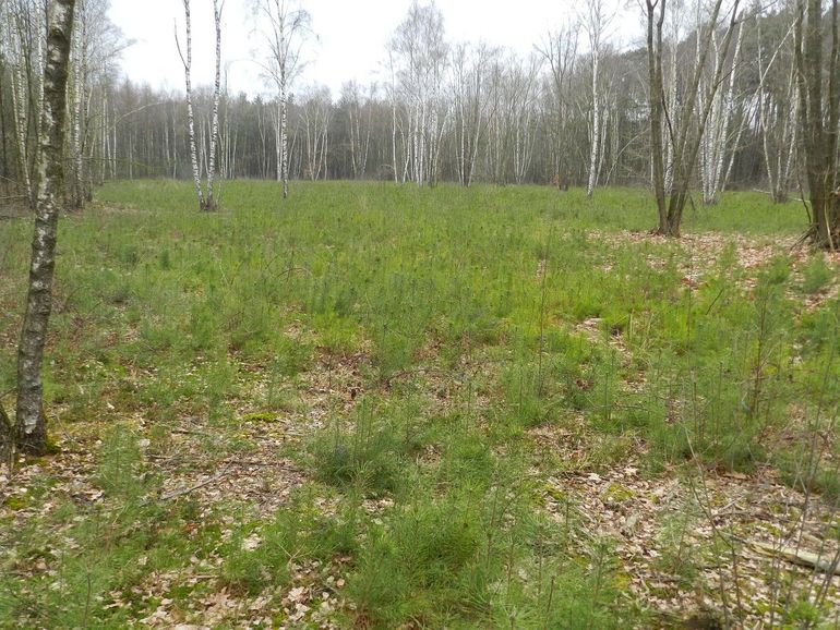 Grove dennen kunnen zich massaal verspreiden en worden in natuurgebieden soms weggehaald