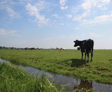 Koe in Veenweidegebied