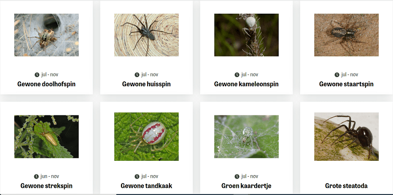 Het soortenboek spinnen is te vinden op Tuintelling.nl/soortenboek/spinnen