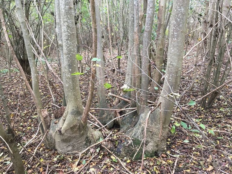 Essenstoof in het Zalkerbos