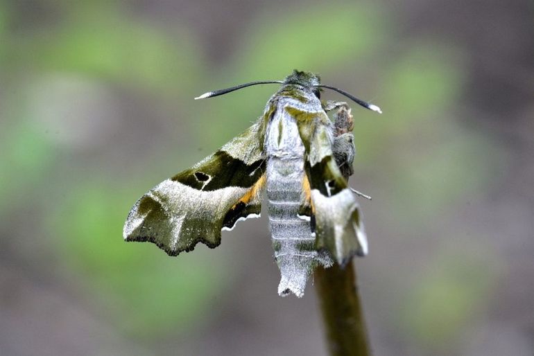 Vlinder van de teunisbloempijlstaart