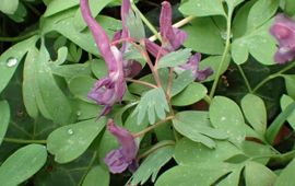 Vingerhelmbloem met de kenmerkende schutblaadjes als 'handjes', waaraan het is te onderscheiden van het sterk gelijkende holwortel