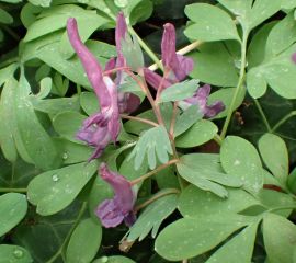 Vingerhelmbloem met de kenmerkende schutblaadjes als 'handjes', waaraan het is te onderscheiden van het sterk gelijkende holwortel