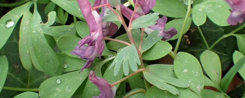 Vingerhelmbloem met de kenmerkende schutblaadjes als 'handjes', waaraan het is te onderscheiden van het sterk gelijkende holwortel