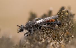 Jeannette Hoek Eenmalig gebruik, alleen natuurbericht dennen-stamjager