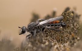 Eenmalig gebruik, alleen natuurbericht dennen-stamjager