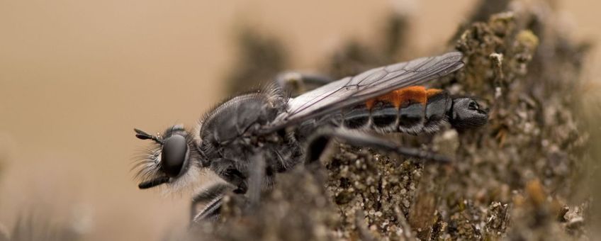 Eenmalig gebruik, alleen natuurbericht dennen-stamjager