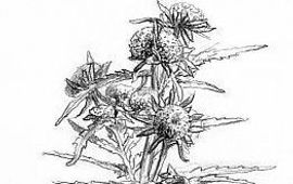 Jeroen Helmer, ARK Riviertandzaad-Bidens radiata op slikrand langs de Oude Waal bij Nijmegen. thumbnail