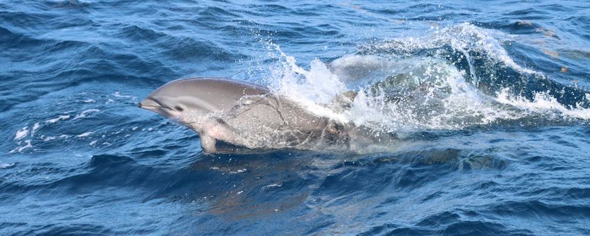 Sarawakdolfijn / dolfijn van Fraser