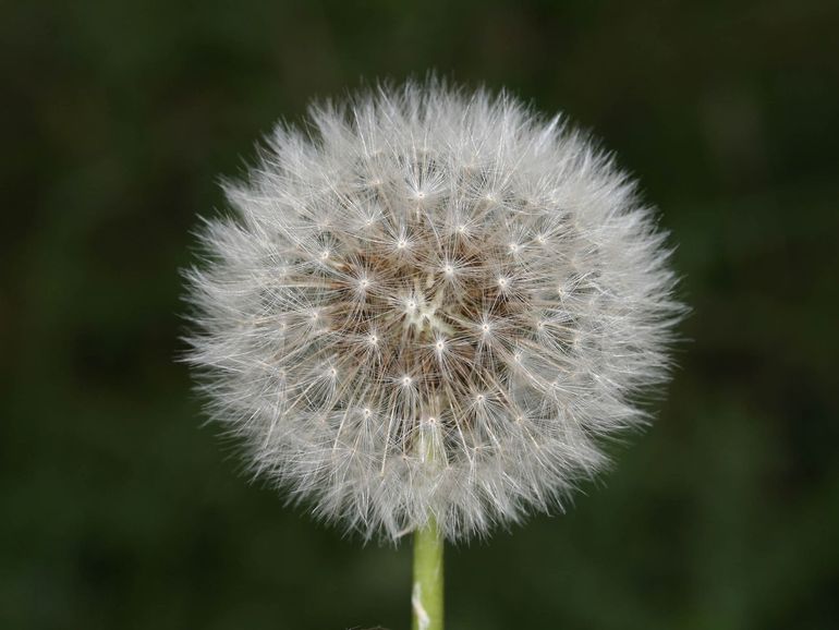 Pluisbol van de paardenbloem