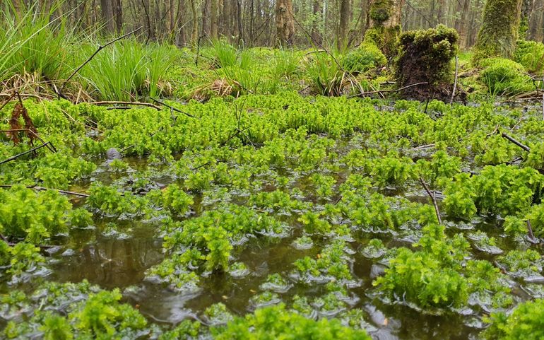 Een grote groeiplek van haakveenmos samen met gewimperd veenmos in een stuk goed ontwikkeld hoogveenbos
