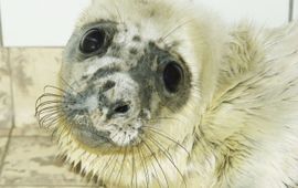 Grijze zeehondenpup