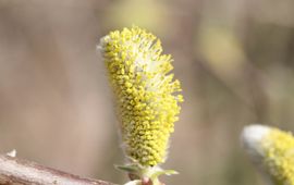 Salix caprea, Boswilg