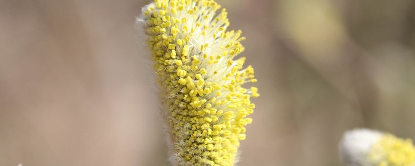 Salix caprea, Boswilg