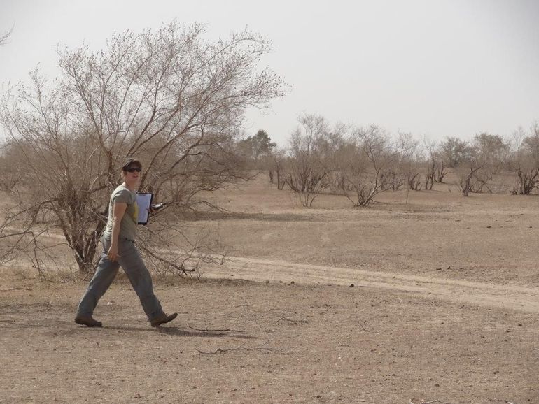 Almut Schlaich telt sprinkhanen op een transect, maart 2015. Doordat er nauwelijks gras meer is, zijn er ook weinig sprinkhanen, het hoofdvoedsel van Grauwe Kiekendieven in de Sahel. 