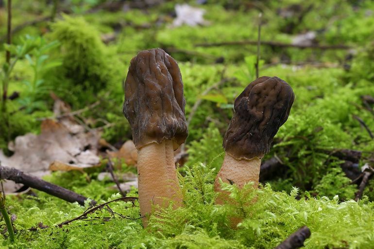 Zeer grote Vingerhoedjes uit het Houtrakbos