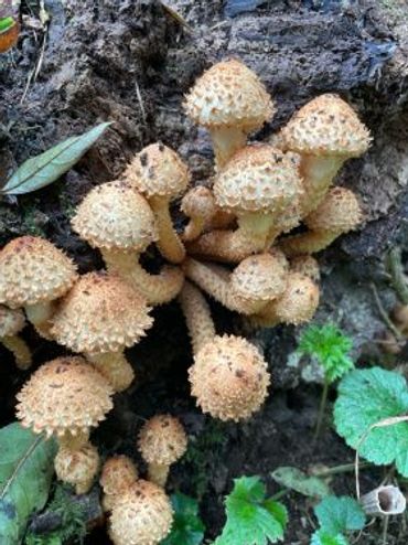 Schubbige bundelzwam