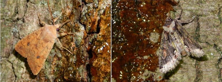 Twee nachtvlinders die tot in november te zien zijn: bruine herfstuil (links) en meidoornuil (rechts)