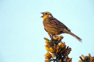 Singing Yellowhammer