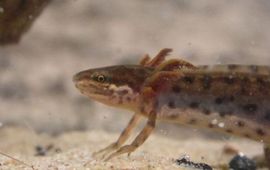 Eveline Stegeman Watersalamander neoteen