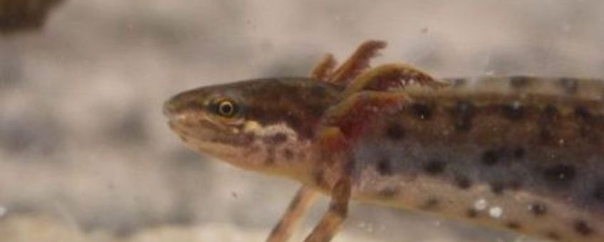 Watersalamander neoteen