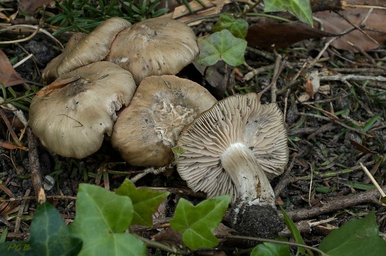 Harde voorjaarssatijnzwam (Entoloma clypeatum)