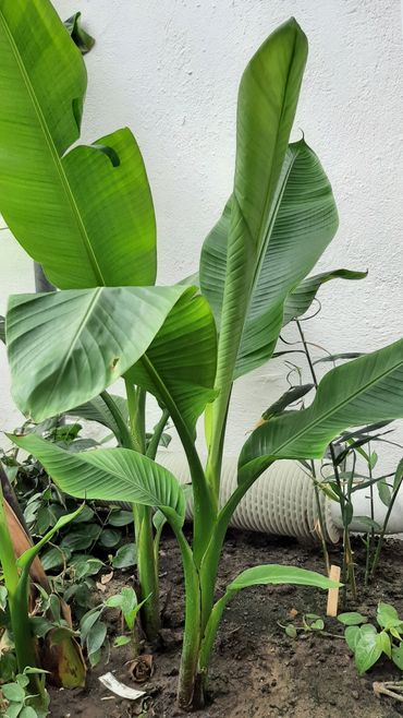 Musa textilis