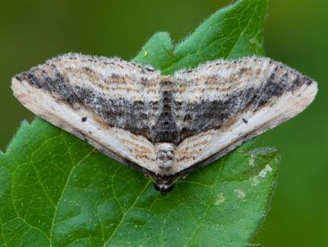 In Zuid-Limburg werd een bruine bosrankspanner gezien