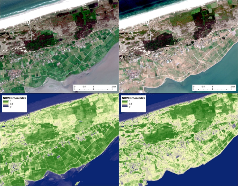 Satellietfoto’s (boven) en beelden van de groenindex (onder) van Terschelling op 26 mei (links) en 15 juli (rechts). Duidelijk te zien is dat de graslanden grotendeels verdord zijn. Merk op dat oude kreekpatronen oplichten als groene dooraderingen in het grasland; hier is het watertekort minder nijpend dan in de rest van het grasland