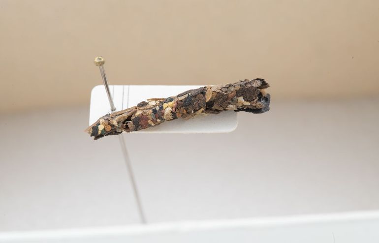 Deze insectenkoker met microplastics is 33 jaar ouder dan het woord 'microplastics'
