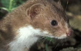 Rollin Verlinde, Zoogdiervereniging Nieuwsgierige wezel