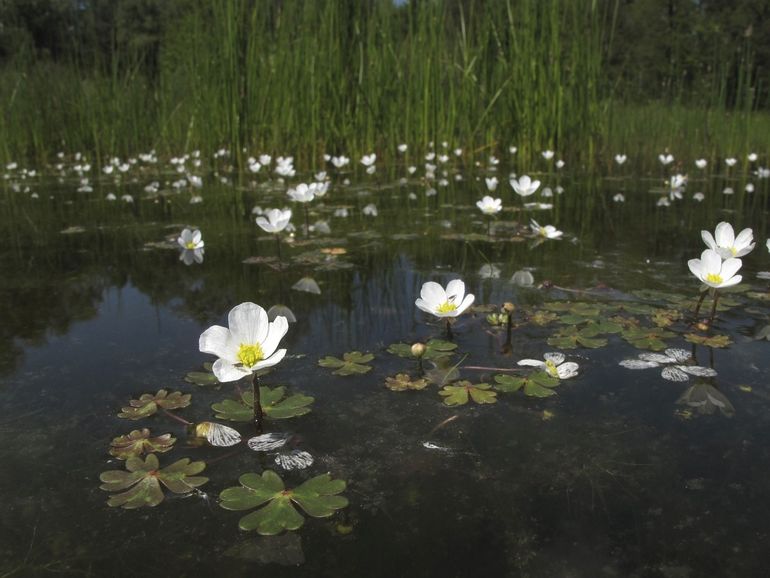 Witte waterranonkel