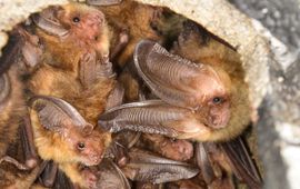 Erik Broer Gewone grootoorvleermuizen (Plecotus auritus)