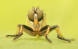 Henk Wallays 2 van de 410 soorten: Bosrandroofvlieg Neoitamus cyanurus en Tenthredo livida