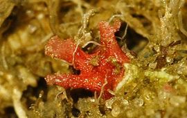 Foto Fitis, Sytske Dijksen Voor eenmalig gebruik, Miniacina miniacea