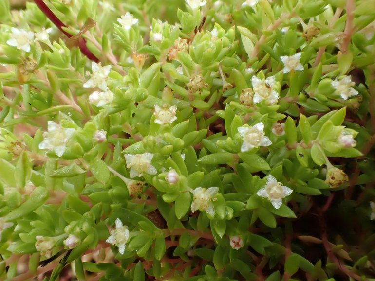 In Nederland komt watercrassula  vooral voor in poelen en vennen